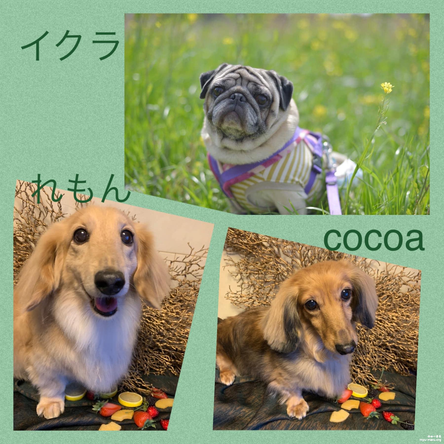 参加犬：イクラ、レモン、Cocoa