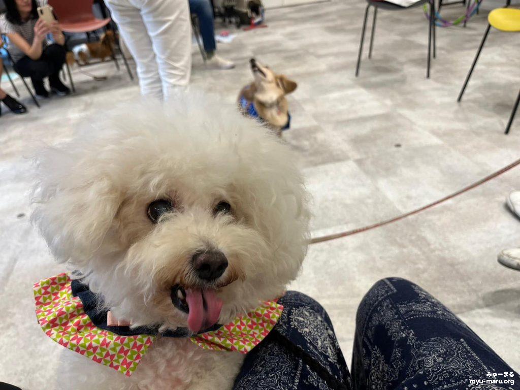 みゅーまるのセラピー犬