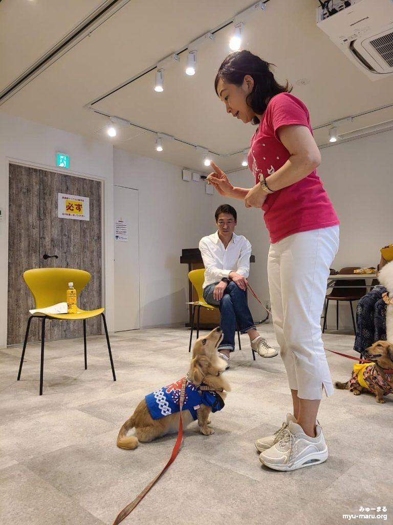 みゅーまるのセラピー犬、レモン