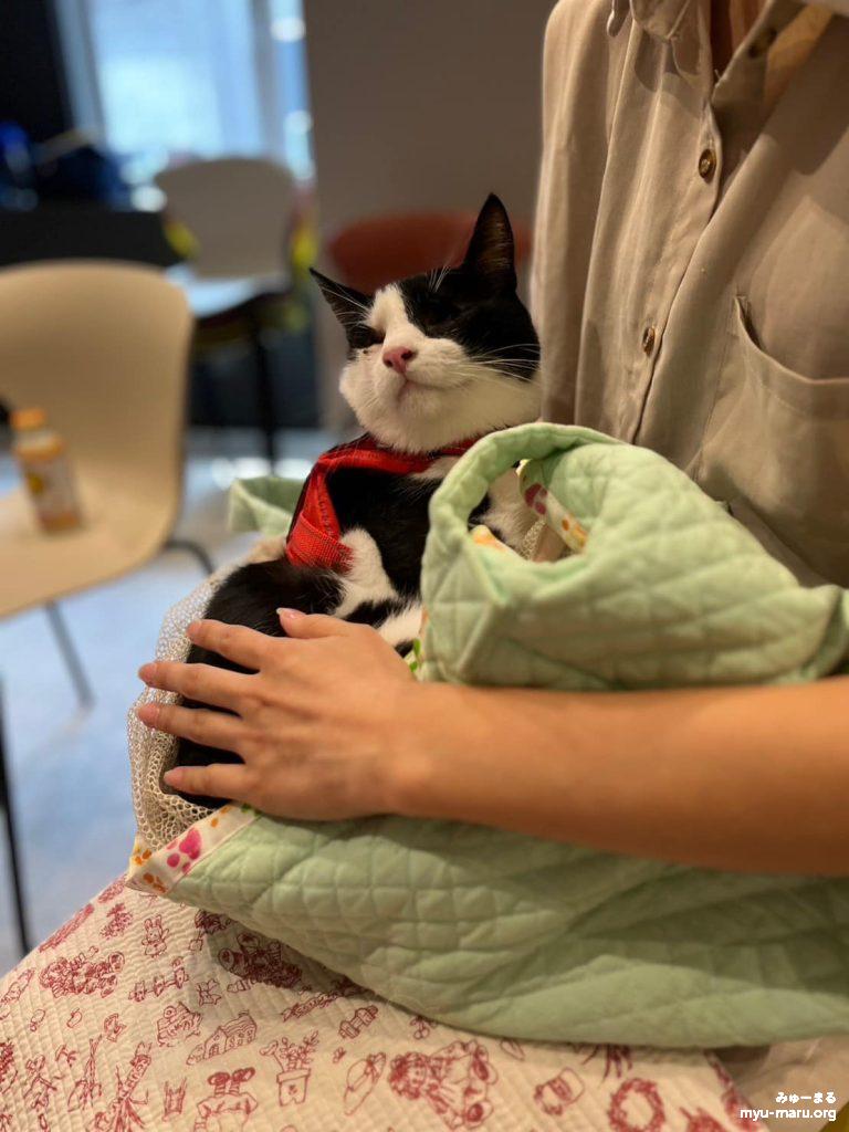 みゅーまるのセラピー猫