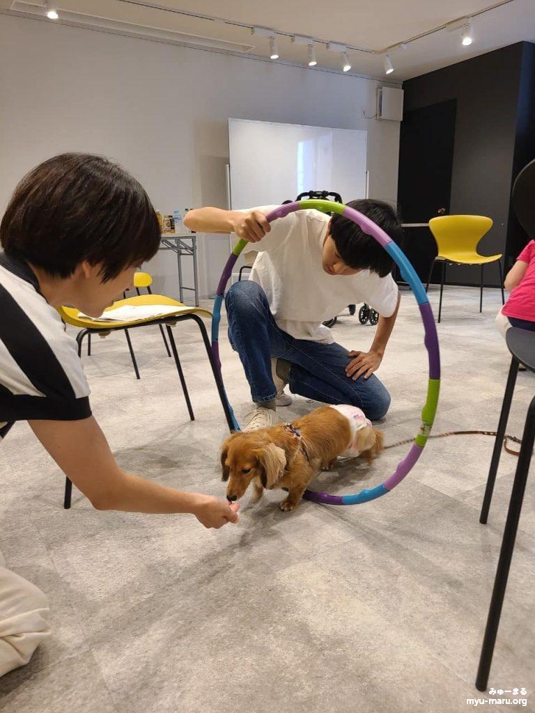 みゅーまるのセラピー犬