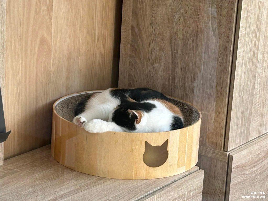 動物愛護センターの新しい猫舎