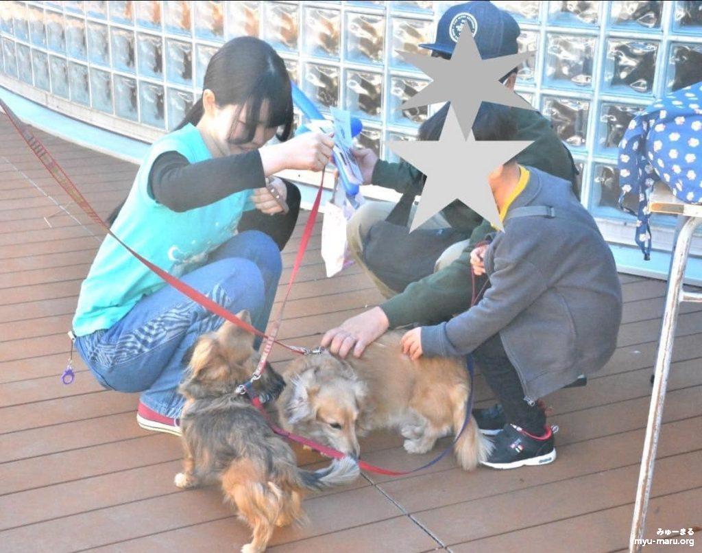 みゅーまるのセラピー犬