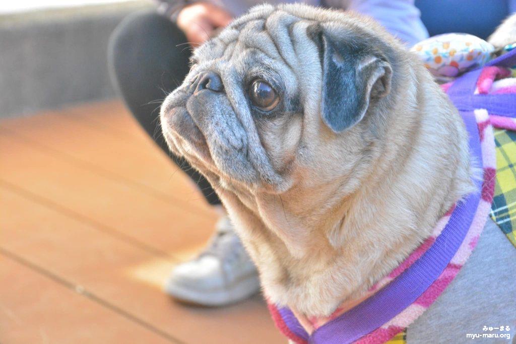 みゅーまるのセラピー犬