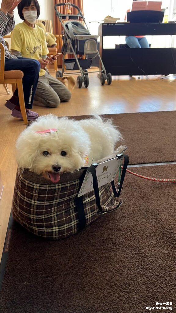 2024年1月12日(金)動物達と高齢者施設訪問、セラピー犬ソフィー