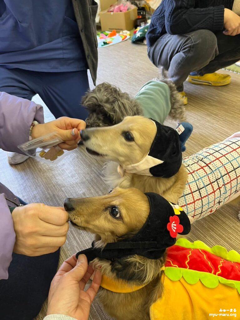 みゅーまるセラピー犬たち